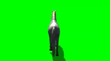 白色马背影视角绿幕免抠像影视特效视频素材
