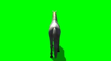 白色马背影视角绿幕免抠像影视特效视频素材