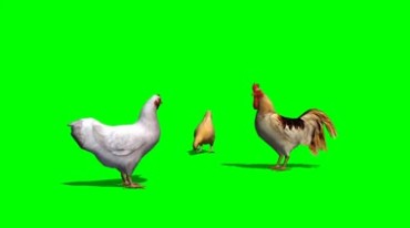母鸡和公鸡在一起觅食绿幕免抠像影视特效视频素材
