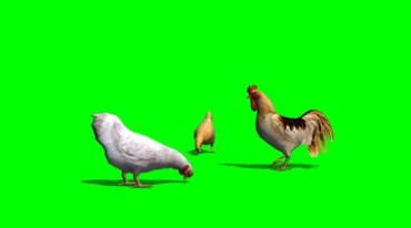 母鸡和公鸡在一起觅食绿幕免抠像影视特效视频素材