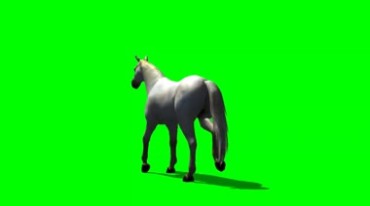 白色骏马白马奔跑绿幕免抠像影视特效视频素材