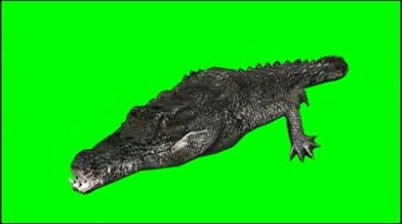 鳄鱼游泳游动绿幕免抠像影视特效视频素材