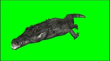 鳄鱼游泳游动绿幕免抠像影视特效视频素材