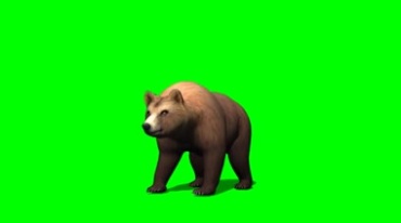 棕熊大灰熊袭击攻击绿幕免抠像特效视频素材
