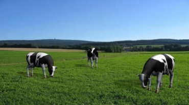 牧场奶牛绿幕免抠像影视特效视频素材
