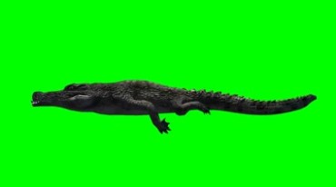 短吻鳄鱼游动泳姿绿幕免抠像影视特效视频素材
