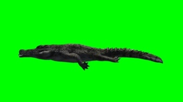短吻鳄鱼游动泳姿绿幕免抠像影视特效视频素材