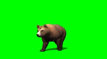 棕熊行走绿幕免抠像影视特效视频素材