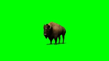 欧洲野牛绿幕免抠像影视特效视频素材