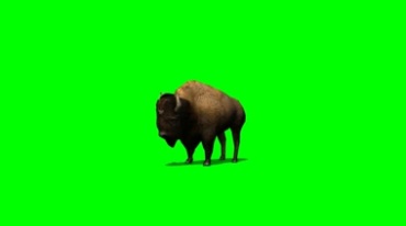 欧洲野牛绿幕免抠像影视特效视频素材