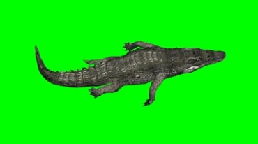 鳄鱼短吻鳄游动俯拍视角绿幕免抠像影视特效视频素材