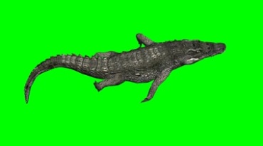 鳄鱼短吻鳄游动俯拍视角绿幕免抠像影视特效视频素材