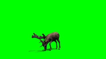 梅花鹿低头吃草绿幕免抠像影视特效视频素材