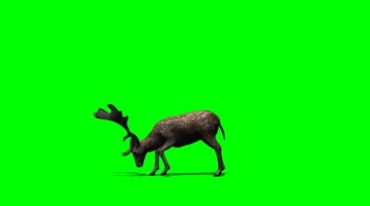 梅花鹿低头吃草绿幕免抠像影视特效视频素材