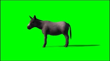 驴侧面照绿幕免抠像影视特效视频素材