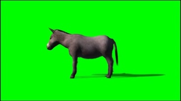 驴侧面照绿幕免抠像影视特效视频素材