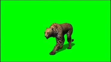 猎豹行走绿幕免抠像影视特效视频素材