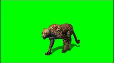 猎豹行走绿幕免抠像影视特效视频素材