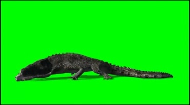 鳄鱼吃食物动作绿幕免抠像影视特效视频素材