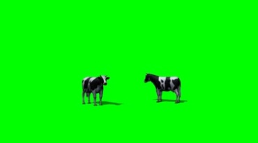 奶牛放牧绿幕免抠像影视特效视频素材