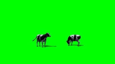 奶牛放牧绿幕免抠像影视特效视频素材