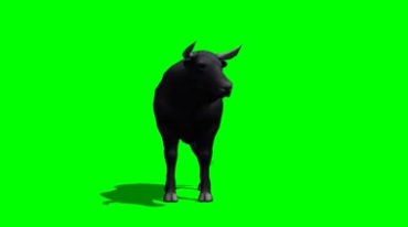黑牛水牛正面照绿幕免抠像影视特效视频素材
