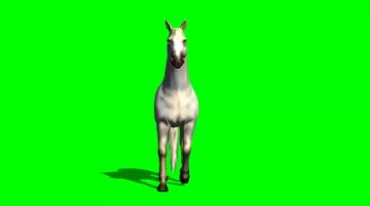 白马正面照绿幕免抠像影视特效视频素材