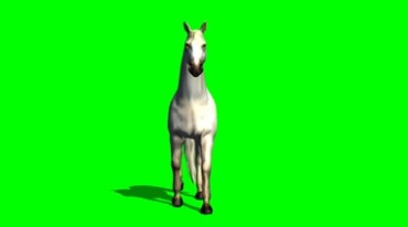 白马正面照绿幕免抠像影视特效视频素材