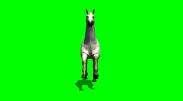 白色骏马正面角度绿幕免抠像影视特效视频素材