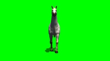 白色骏马正面角度绿幕免抠像影视特效视频素材