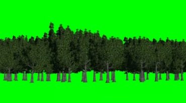 森林树林绿幕抠像特效视频素材