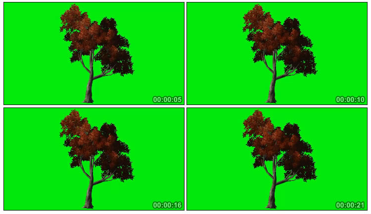 红叶枫树枝叶风中摇曳绿屏抠像影视特效视频素材