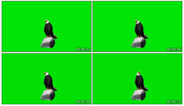 美国雄鹰站立在石头上展翅飞翔绿屏抠像特效视频素材