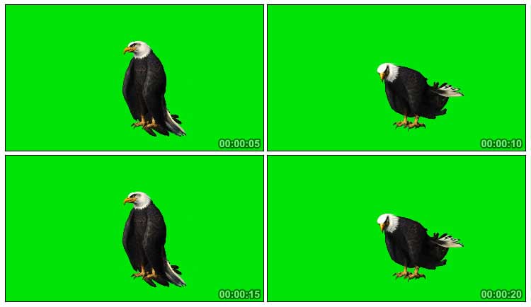 老鹰在进食吃东西鹰喙啄肉动作绿屏抠像特效视频素材