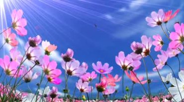 粉色小花朵在白云蓝天下摇曳视频素材