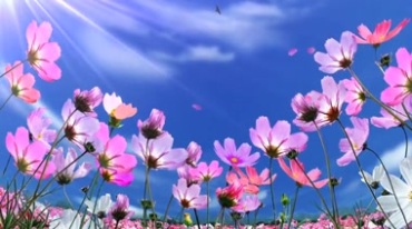 粉色小花朵在白云蓝天下摇曳视频素材