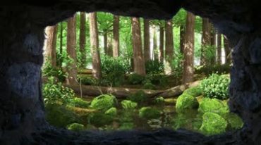 山洞外的原始森林树林视频素材