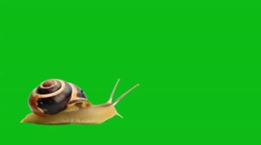 蜗牛爬行绿屏抠像特效视频素材