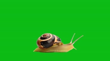 蜗牛爬行绿屏抠像特效视频素材