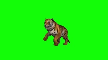 老虎奔跑矫健身姿绿屏抠像特效视频素材