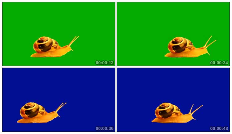 蜗牛爬行绿幕抠像高清特效视频素材