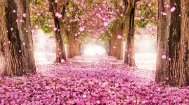 浪漫桃花林樱花树花瓣飘落铺满道路视频素材