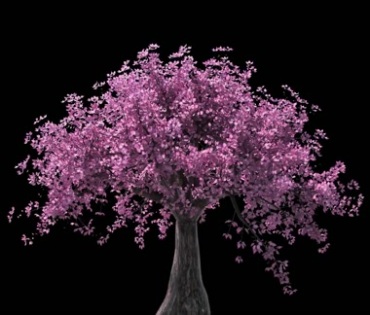 樱花树茂盛开花大树黑屏抠像特效视频素材