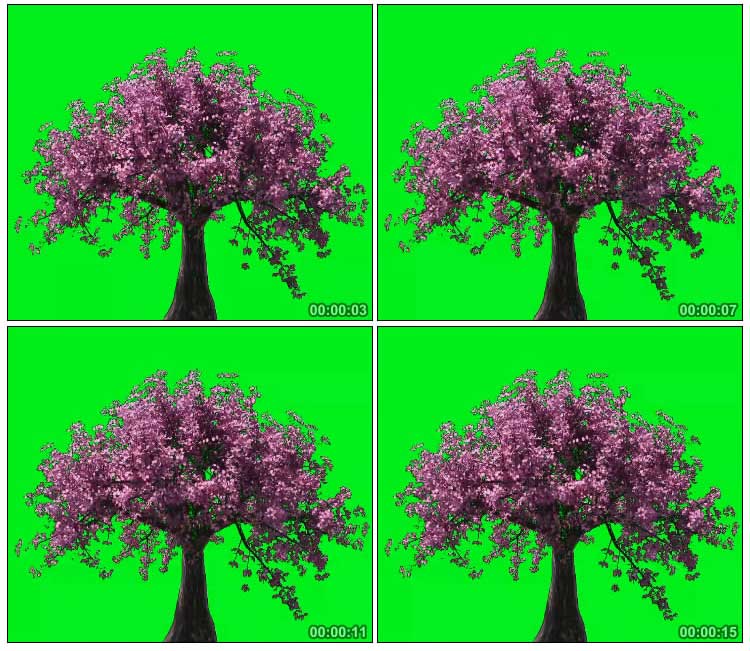 樱花树大树绿屏抠像特效视频素材