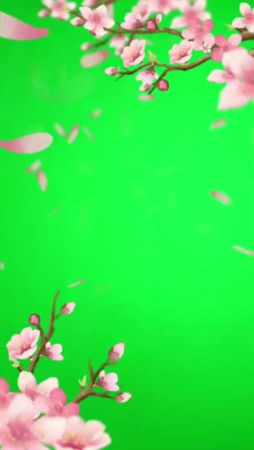 粉红桃花梅花花瓣飘落绿屏抠像特效视频素材