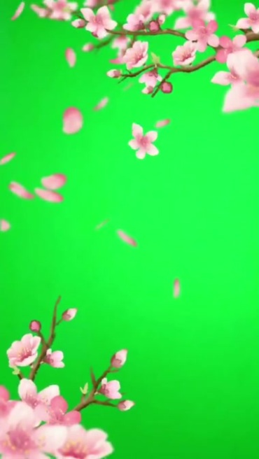 粉红桃花梅花花瓣飘落绿屏抠像特效视频素材