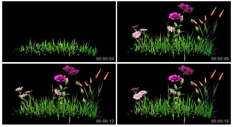 花草动态生长盛开黑屏抠像特效带通道视频素材