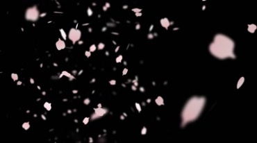 樱花飞舞花瓣飘落黑屏通道抠像特效视频素材