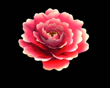 牡丹花朵慢慢绽放动态开花过程黑屏抠像（带通道）视频素材