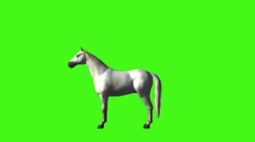 白马白色马匹昂首抬蹄绿幕抠像巧影特效视频素材
